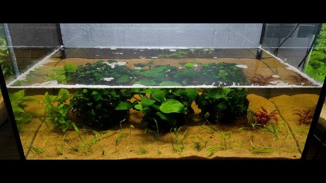 Аквариум 30 литров. Запуск. смотреть онлайн