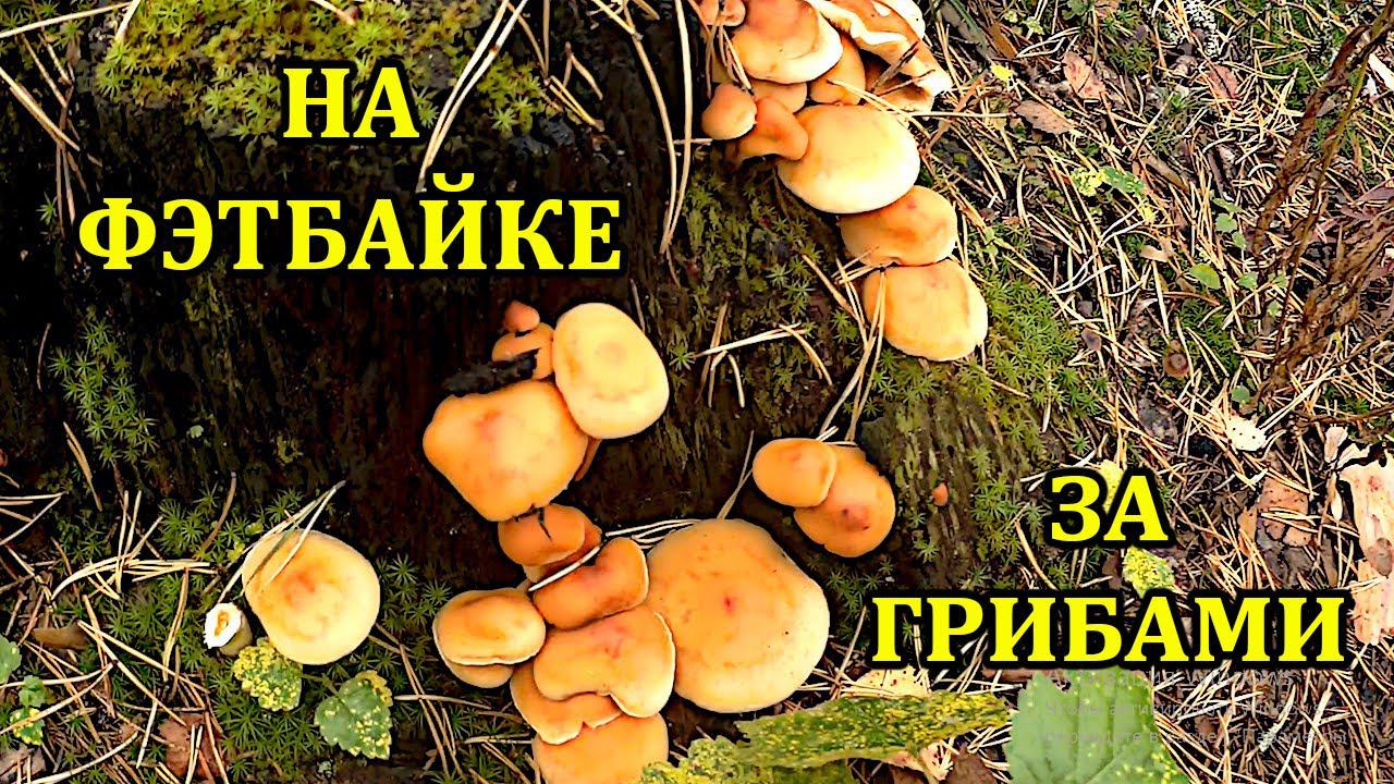 На фэтбайке по грибы.  #мещера #грибы #фэтбайк