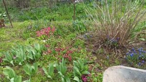 Как правильно посадить лилии. Как защитить луковицы лилии от мышей.