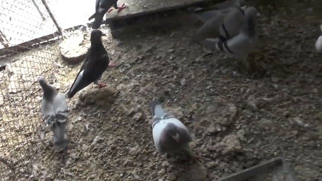 Особое вечернее кормление моей птицы? смотреть онлайн