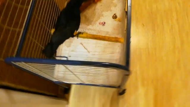 КАРЫЧ расстроен смотреть онлайн