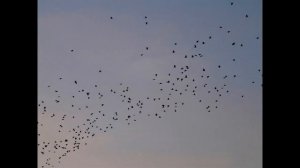 Городские птицы. Энциклопедия для детей