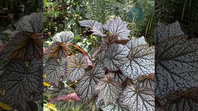 Begonia Sterling Moon смотреть онлайн