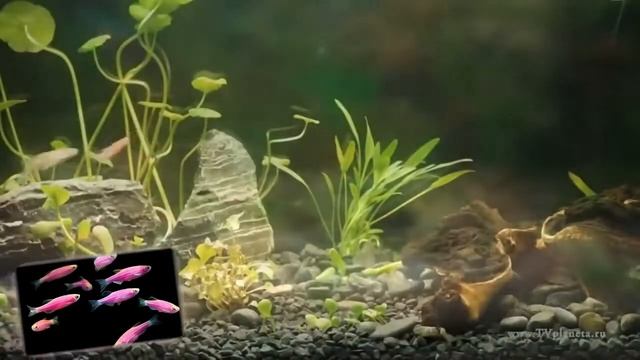 ТОП 10 самых популярных и неприхотливых аквариумных рыбок. Новичкам и экспертам будет очень полезно смотреть онлайн