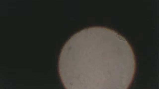 Amanita boudieri var beillei смотреть онлайн