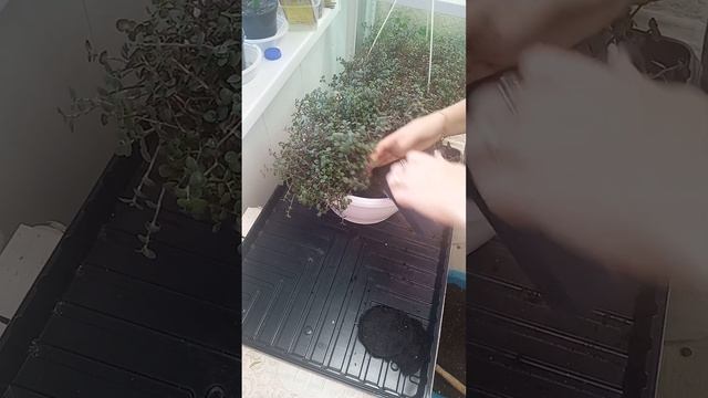 Кализия пересадка в подвесное кашпо смотреть онлайн