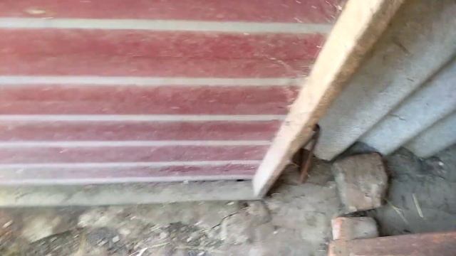 КАКАЯ ПОРОДА НУТРИЙ ЛУЧШЕ. Моё мнение.