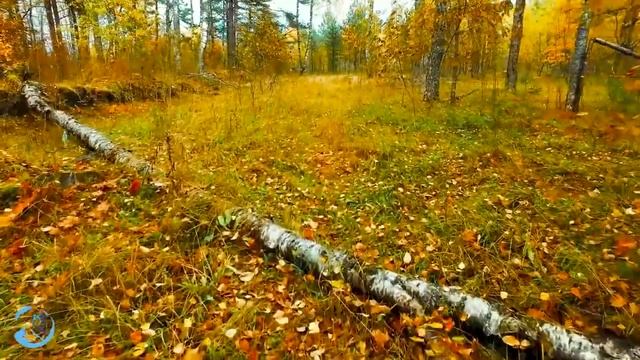 Last Monday Of October Autumn ? Goodbye Beloved Autumn ⛄ Winter Winds Are Coming, Cold Piano Music смотреть онлайн