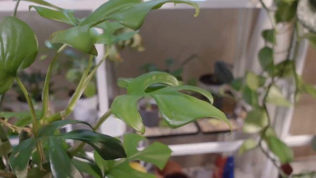 Rhaphidophora Tetrasperma 2 Month Update смотреть онлайн