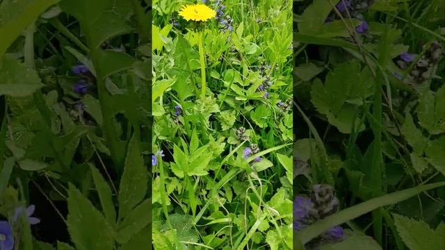 Живучка ползучая! смотреть онлайн