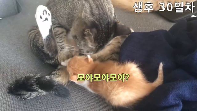 [ENG sub]어미에게 버림받은 새끼고양이 키우기 개냥이되는 7개월간의 성장과정 смотреть онлайн