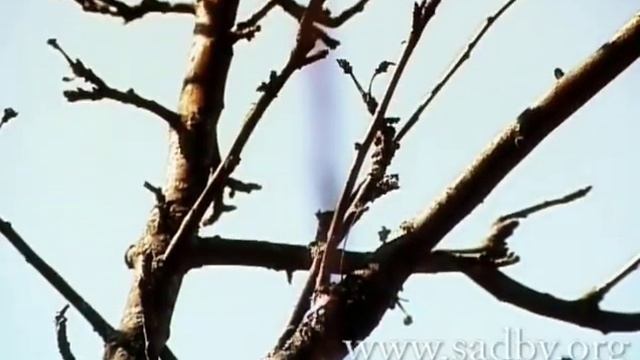 Советы по уходу за садом. Урок 11. Обрезка плодовых деревьев. Видеокурс. Автор Николай Рабушко. © смотреть онлайн