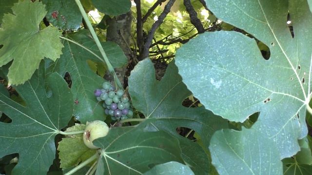 2018-08-03_Торони_усадьба Сакиса_Фиговое дерево и инжир с виноградом смотреть онлайн