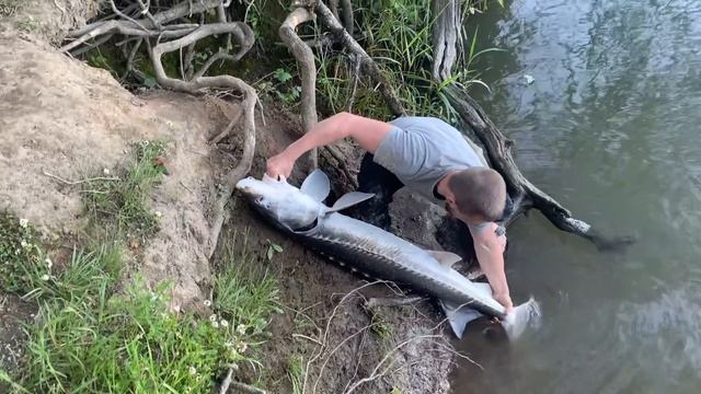 ТРОФЕЙНЫЙ ОСЕТР смотреть онлайн