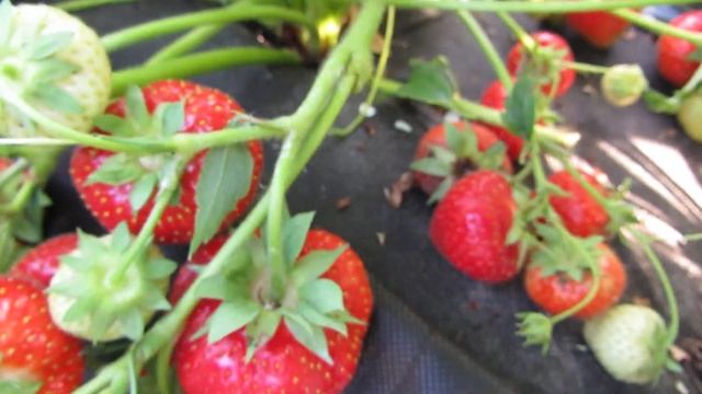 Сорт клубники Соната 2018г. смотреть онлайн