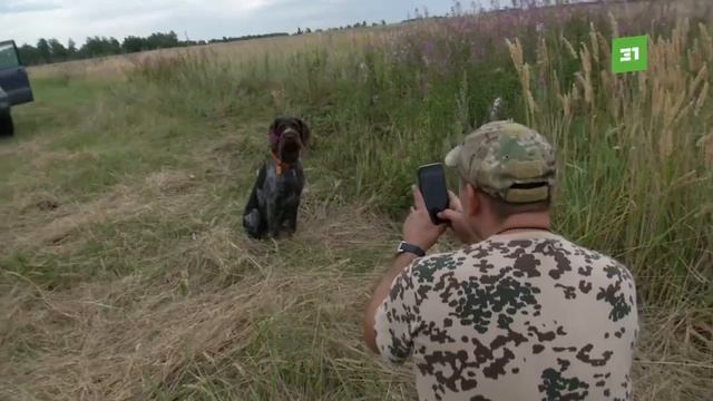 В Челябинске прошли состязания легавых собак. Какие способности и навыки продемонстрировали они? смотреть онлайн