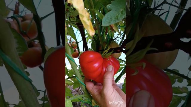 🍅БЕСТ БЕСТОС НАВСЕГДА ОСТАНЕТСЯ  В МОЕЙ КОЛЛЕКЦИИ
