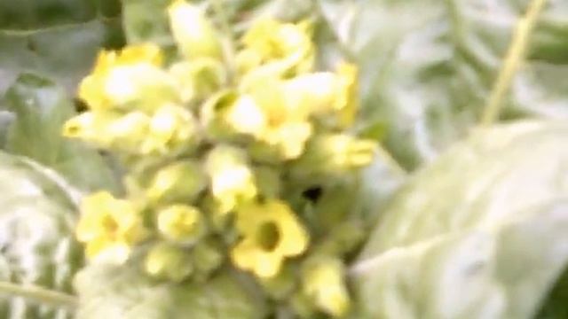 DSCF0009 смотреть онлайн