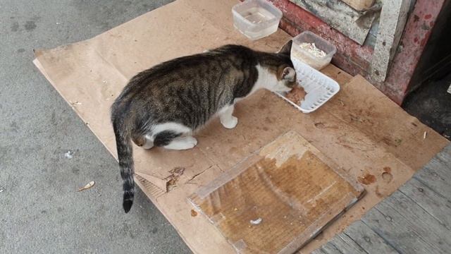 hungry homeless cat in the market. rescue animals,animals,cats,rescue cats,abandoned kittens смотреть онлайн