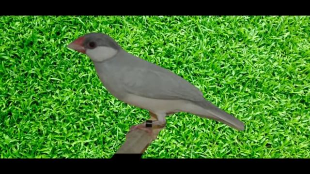 10 Types Of Java Sparrow | Java Sparrow Major Types...Mutition Of Java ,| смотреть онлайн