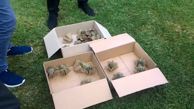 Сватбата кактусите смотреть онлайн