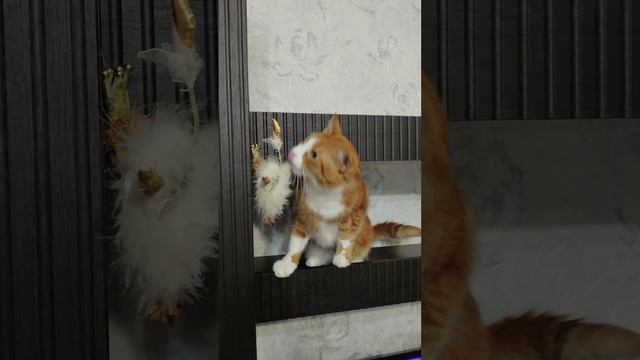 Новогодние игрушки!!!#новыйгод #рыжийкот #жизнькота #новогодниеукрашения смотреть онлайн