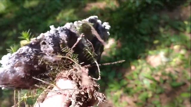 Ciuperca frumos mirositoare смотреть онлайн