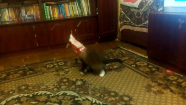 Убегающий кот от себя смотреть онлайн