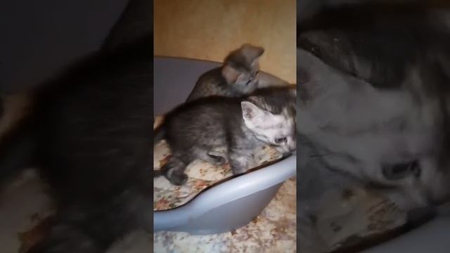 Египетская мау окрас черный дым смотреть онлайн