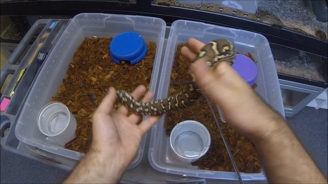 Angolan Python Update смотреть онлайн