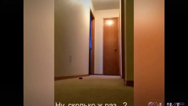 Попугай бегает и орёт по квартире со словами : "Наташа, закрой окно!!" смотреть онлайн