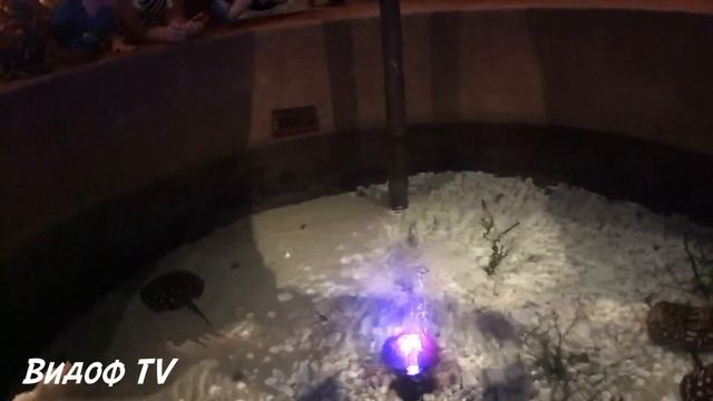 В отель Atlantis the Palm-Дубай по монорельсовой дороге. Огромный аквариум The Lost Chambers смотреть онлайн
