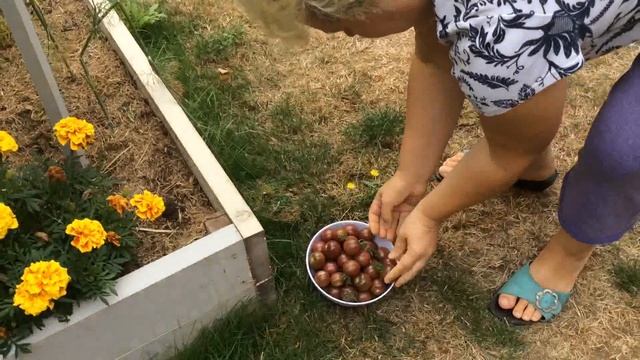 Томаты ( помидоры ) Черри сорта Вишня Чёрная / Сбор урожая / 27 Августа 2016 смотреть онлайн