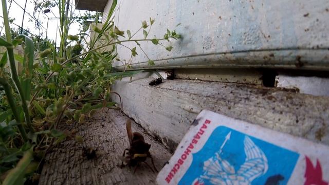 Шершень убийца пчёл 2016 . смотреть онлайн