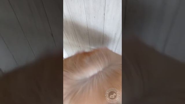 Шпиц. Качественный вычес и хорошо высушенный волос после мытья очень важен.