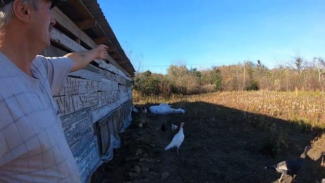 Дом в с. Ганахлеба, Абхазия. Сад, пруд, земельный участок около 2 га. смотреть онлайн