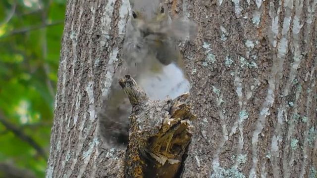 Day 2 with Nikon Coolpix B500 - Squirrel смотреть онлайн