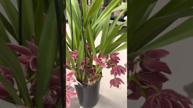 Цимбидиум Каскад. Заказать в СПб instagram @janaplants смотреть онлайн