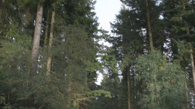 Accessible Core Copse Forest walk in Devon смотреть онлайн