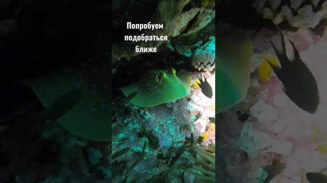 Пятнистый скат хвостокол на дайвинге в Таиланде смотреть онлайн
