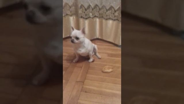Чихуа-хуа и пирожок смотреть онлайн