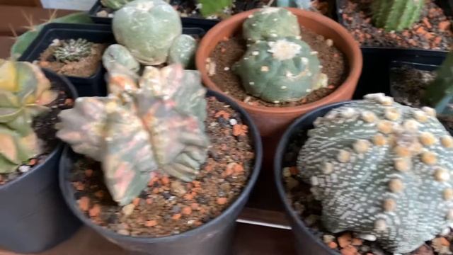 Astrophytum Myriostigma Kikko Variegated And My Other Cacti ?