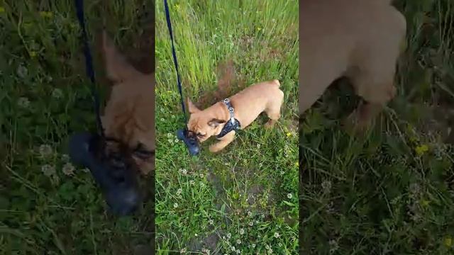 Французский бульдог Ларс 4,5 месяца смотреть онлайн