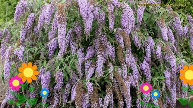 Буддлея давида Вистерия Лэйн. Краткий обзор, описание характеристик Buddleja Wisteria Lane