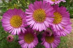 Эригерон Erigeron РЕЛАКС ТЕРАПИЯ ИМПРОВИЗАЦИЯ композитор Виктор Анохин #музыка #instrumental #цветы