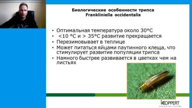 Описание трипсов