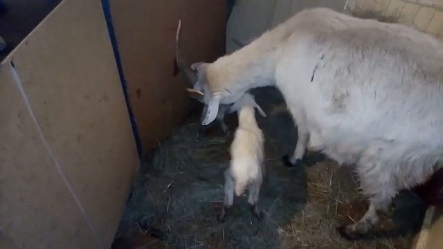 Шесть-один, или, что ещё может родить коза, вместо козлёнка смотреть онлайн