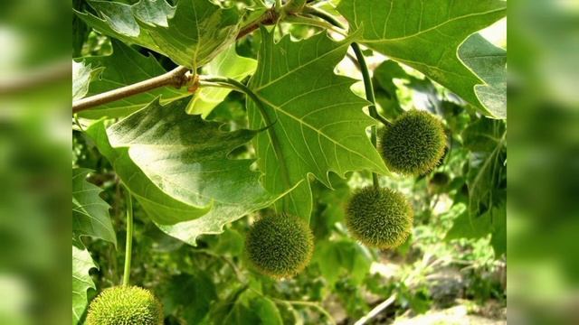 АНГЕЛЫ НЕ ПАДАЮТ! БЕСЫ УПАЛИ И НЕ ВСТАЮТ.ЧЕЛОВЕКУ СВОЙСТВЕННО И ПАДАТЬ, И ВСТАВА смотреть онлайн