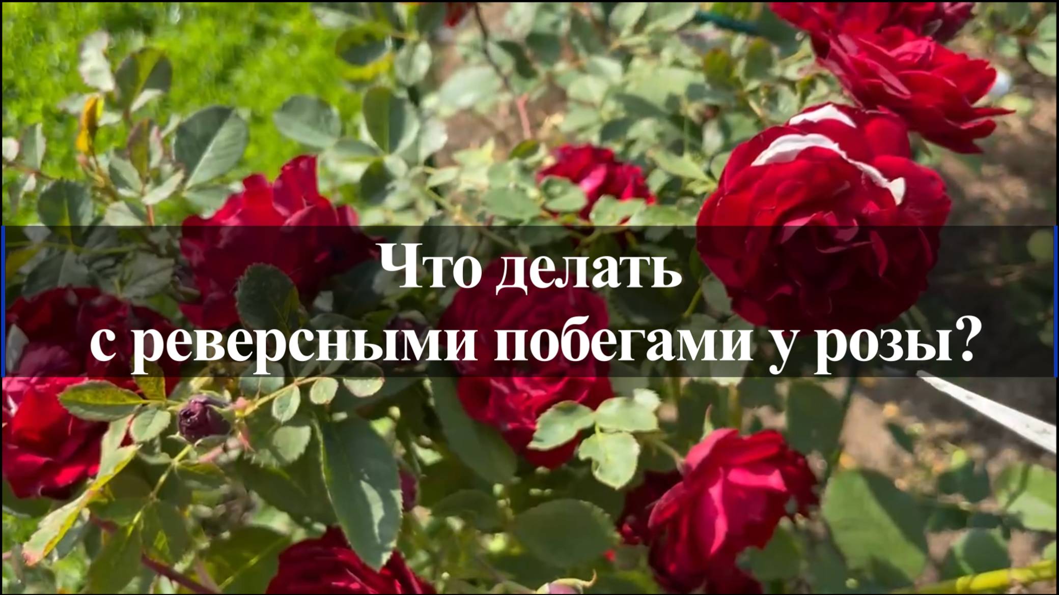 Что делать с реверсными побегами у розы ? смотреть онлайн