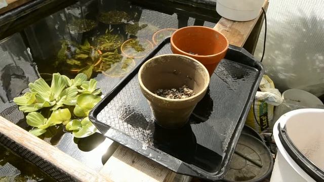 Cryptocoryne Affinis - Greenhouse Transplant